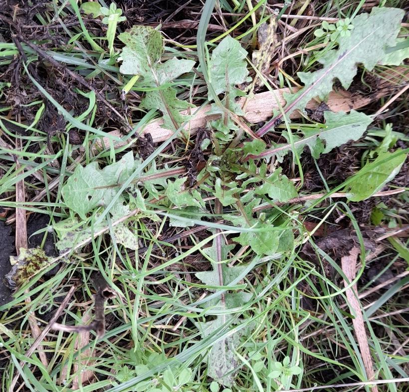 rosette Rainham Marshes