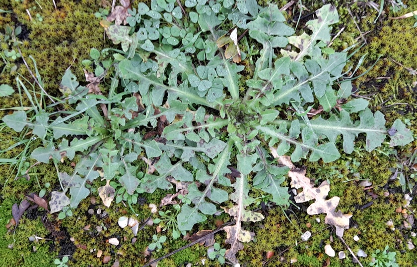 rosettes Rainham Marshes