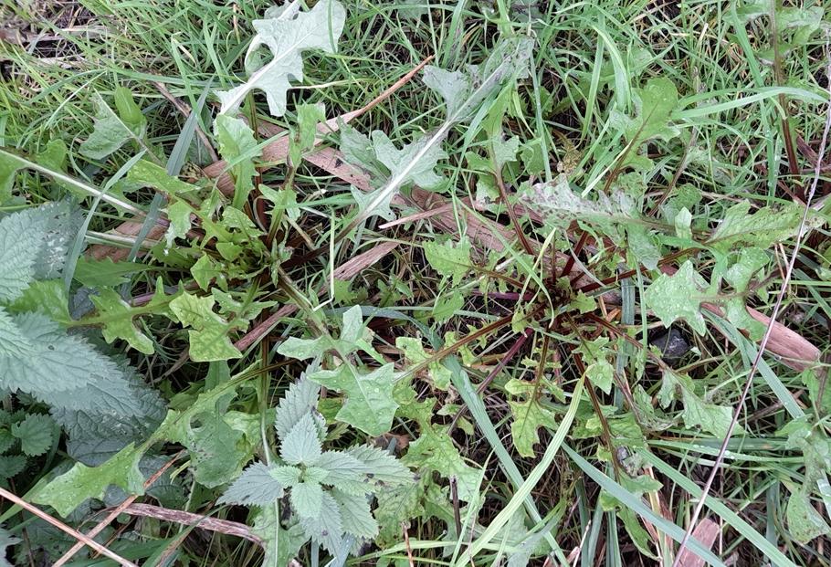 rosettes Rainham Marshes