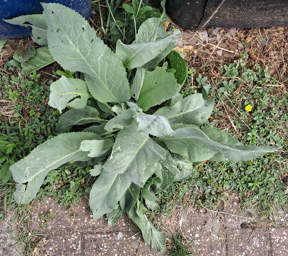 dittander lepidium latifolium