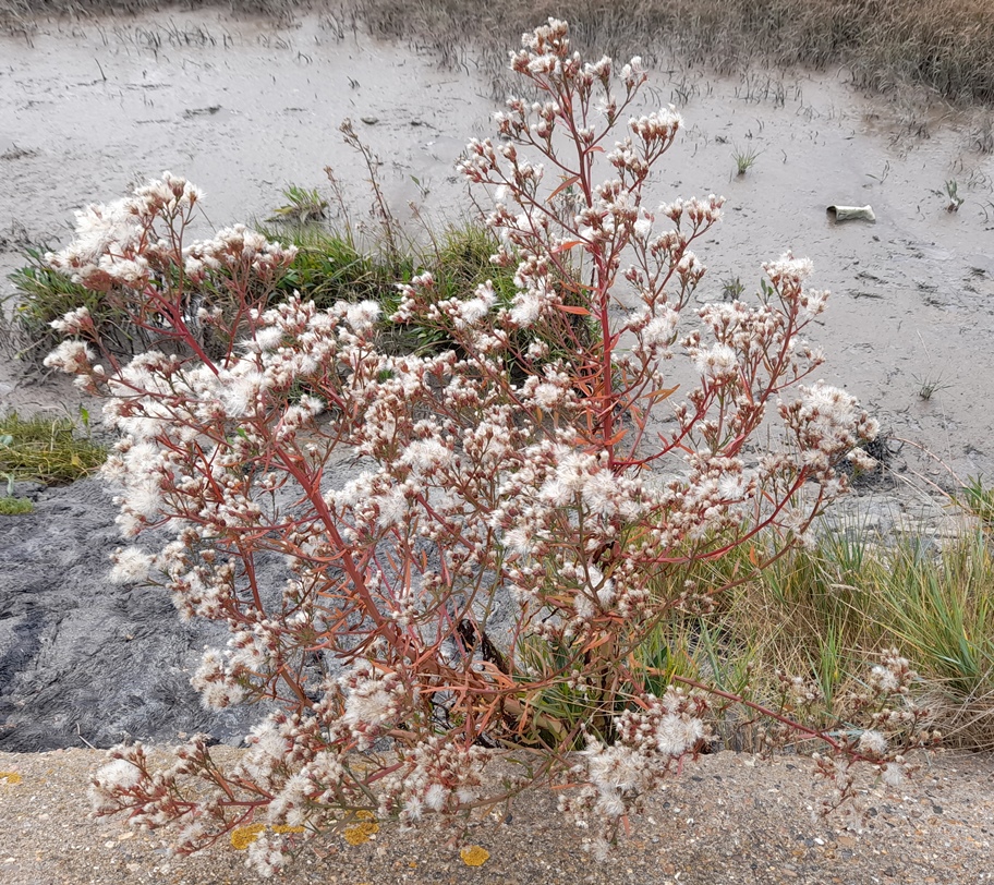sea aster Rainham Marshes