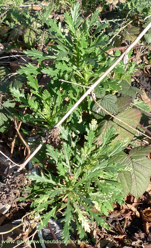 groundsel