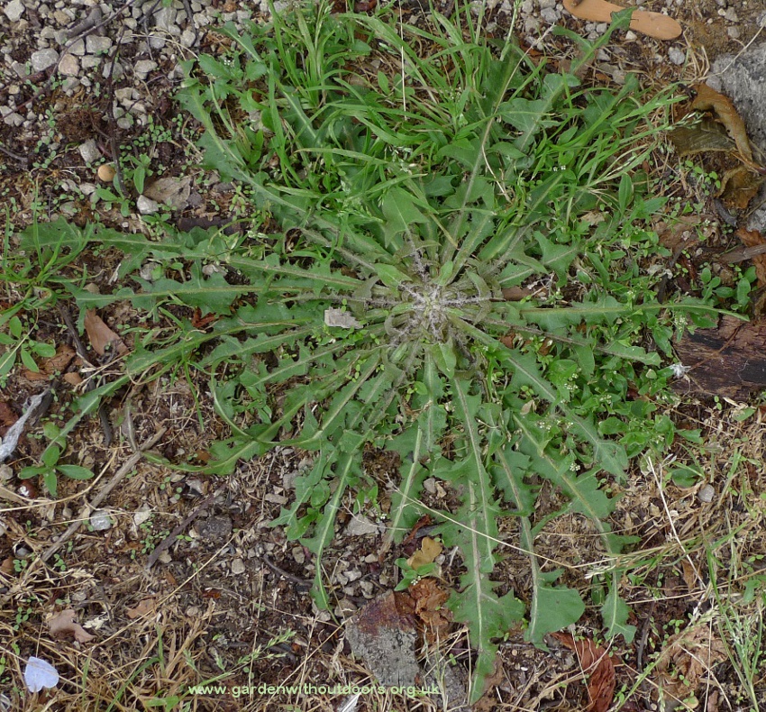 shepherds purse (Capsella bursa-pastoris)