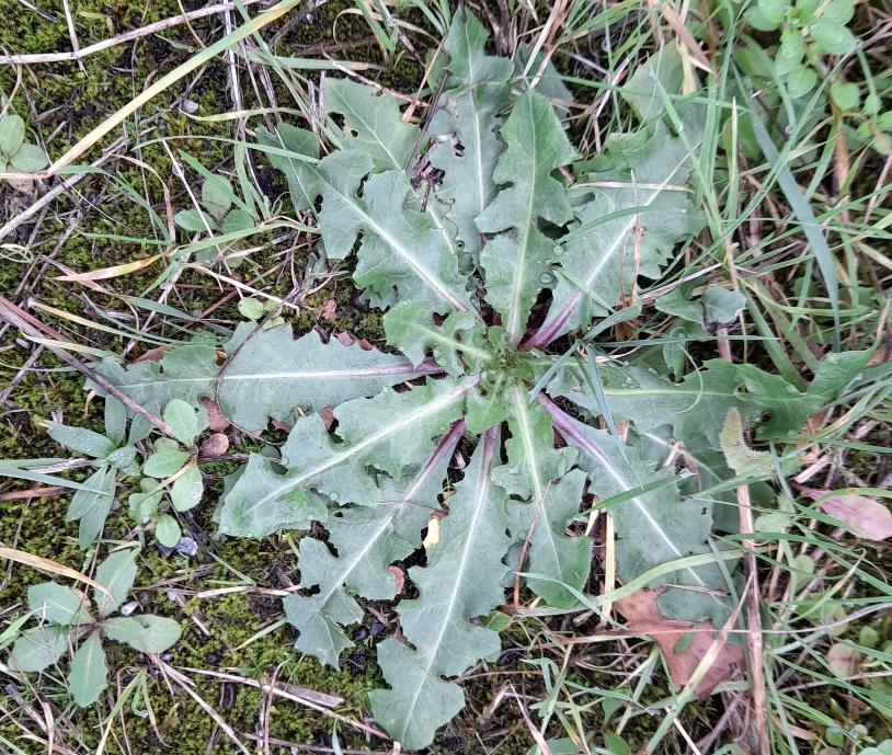 rosette Rainham Marshes