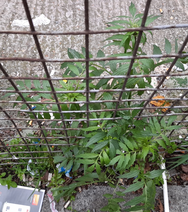 common valerian valeriana officinalis