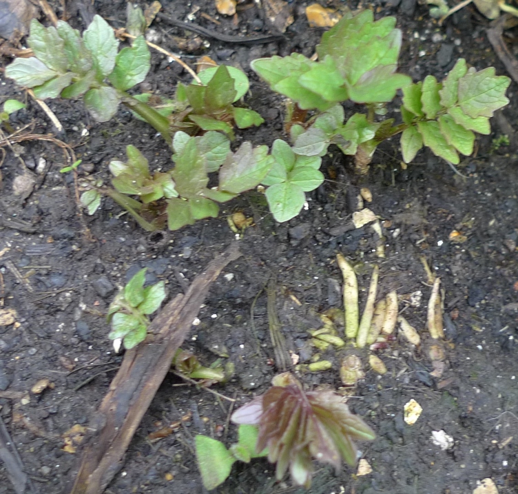 valerian small plant