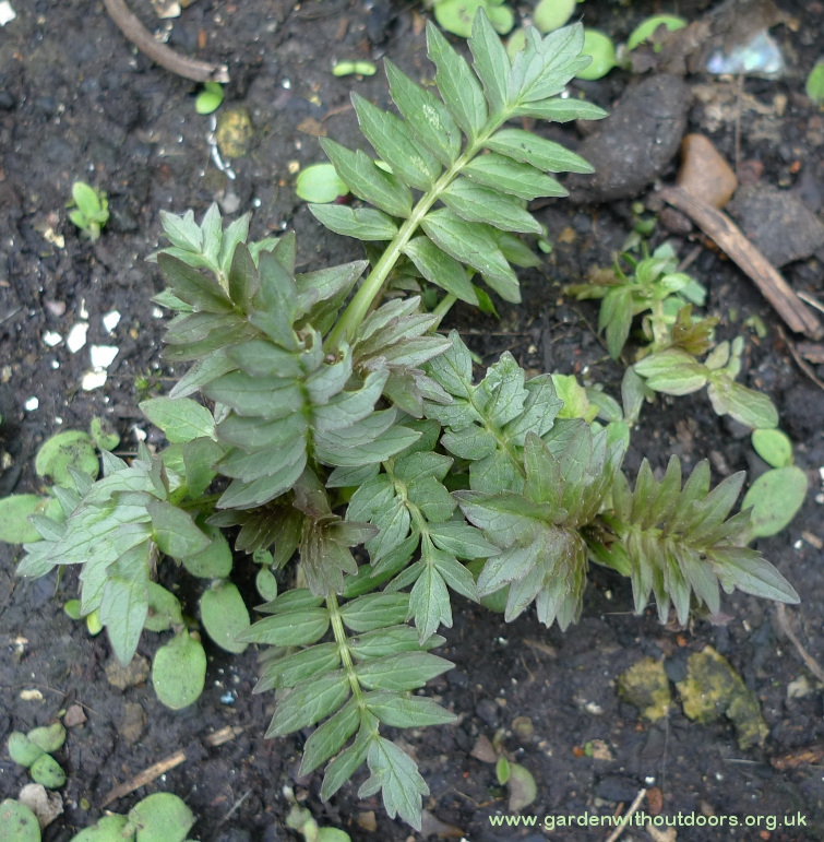 valerian small plant