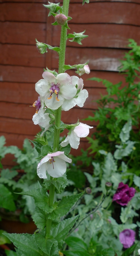 verbascum