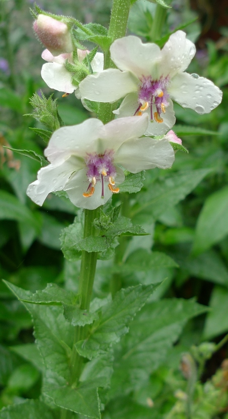verbascum
