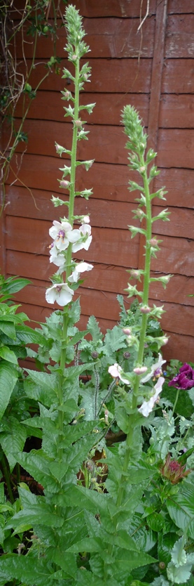 verbascum