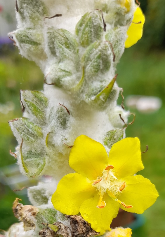 verbascum arctic summer