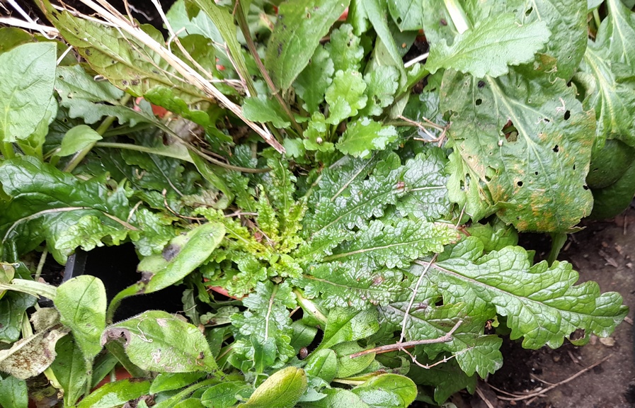 verbascum blattaria moth mullein rosette
