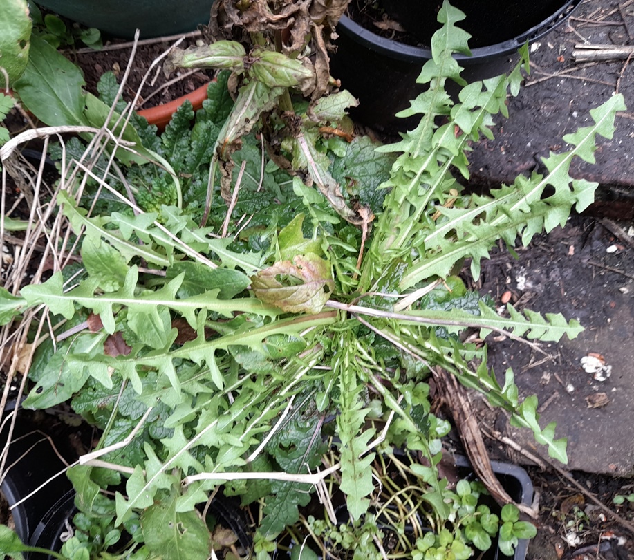 verbascum blattaria moth mullein rosette