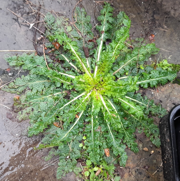 verbascum blattaria rosette