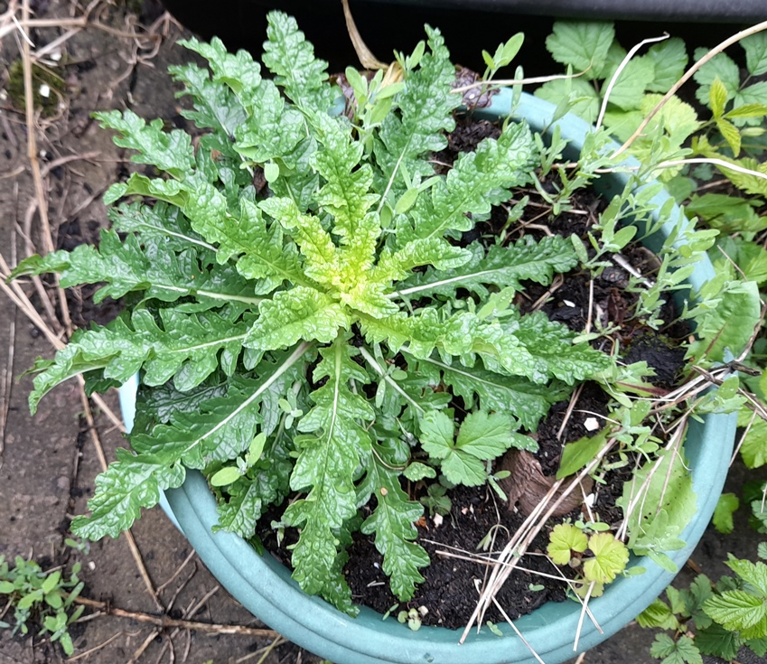 verbascum blattaria moth mullein