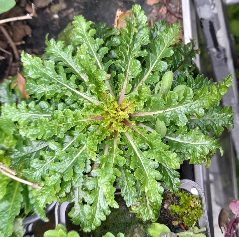 verbascum blattaria moth mullein rosette