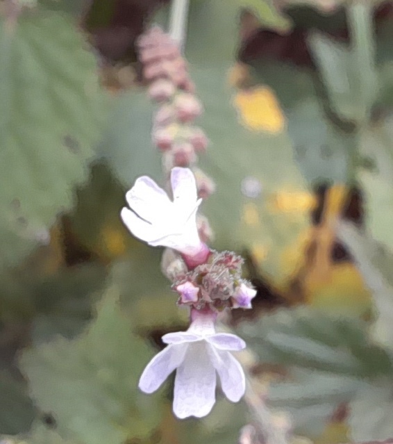 verbena rainham marshes