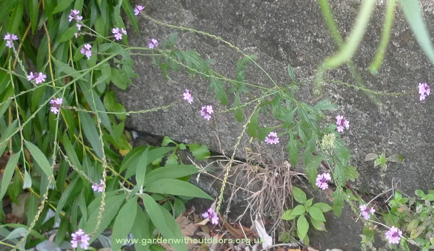 verbena
