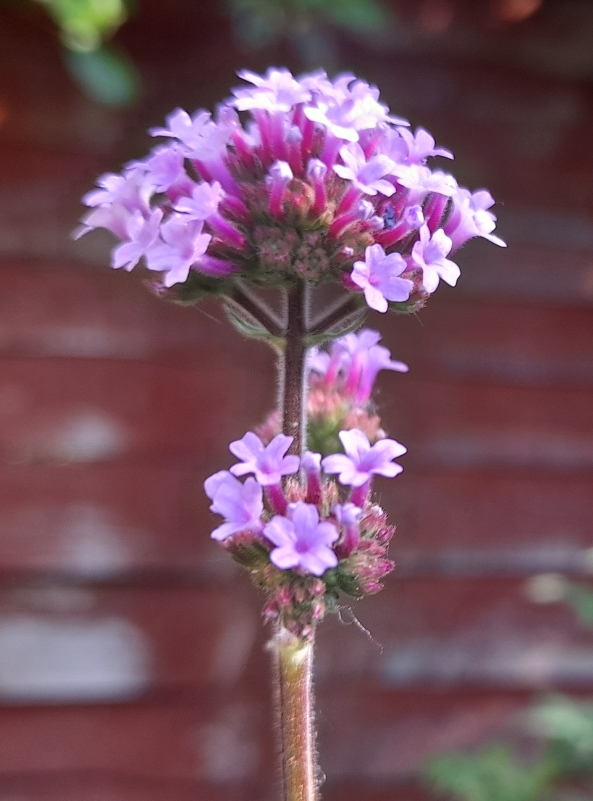 verbena bonariensis