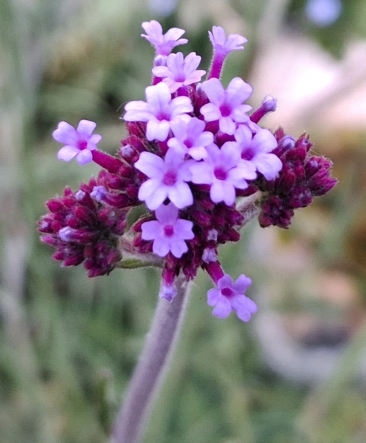 verbena bonariensis