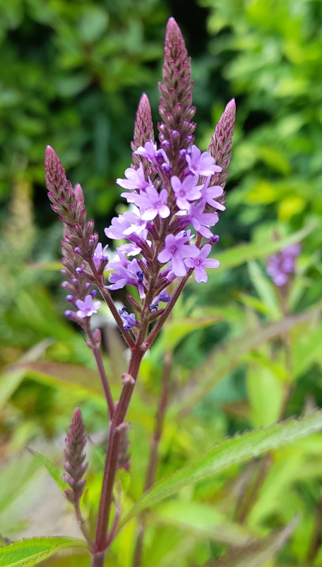 verbena hastata