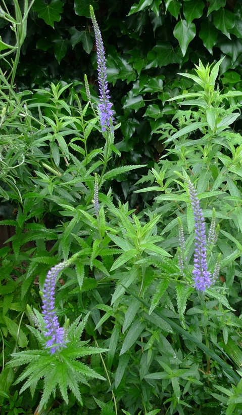 veronica longifolia