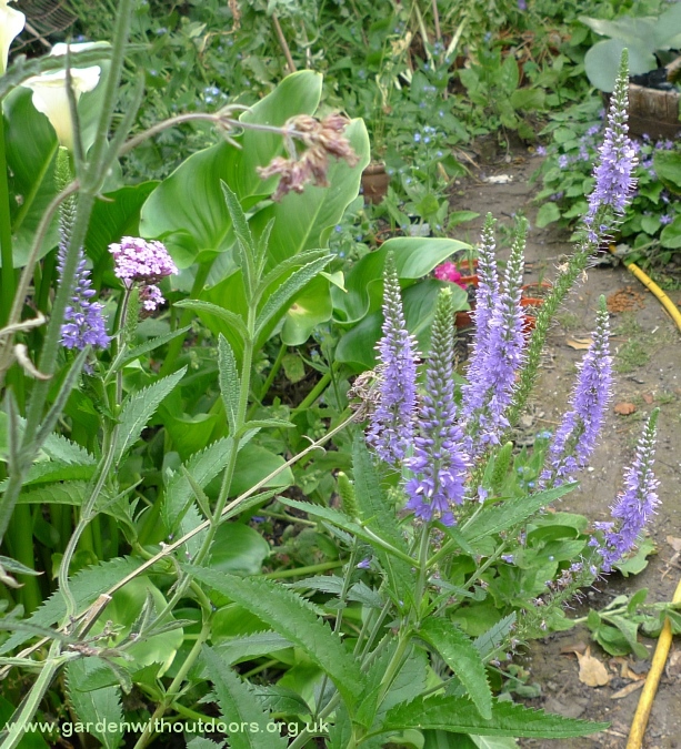 veronica longifolia