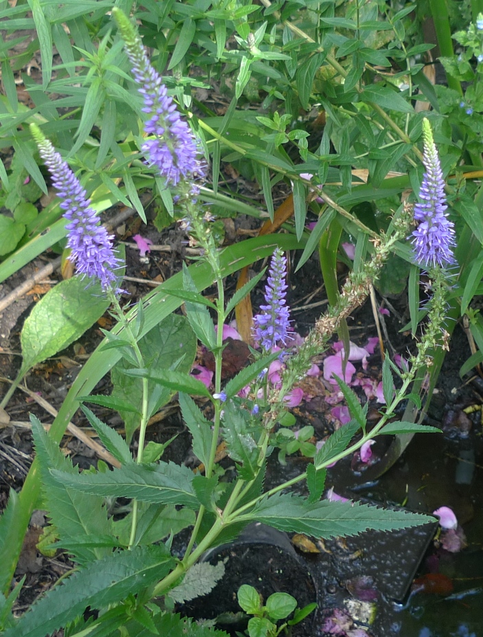 veonica longifolia