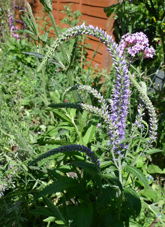 veronica longifolia