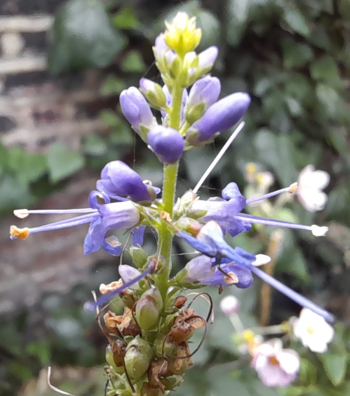 veronica longifolia