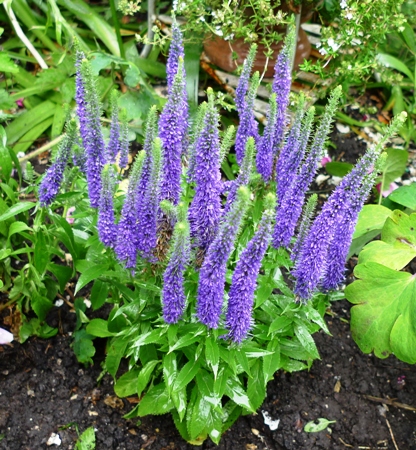 veronica ulster blue dwarf