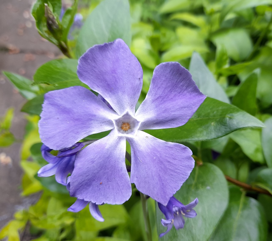 vinca