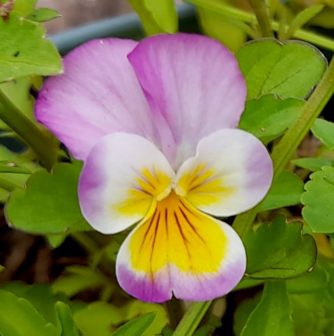 viola