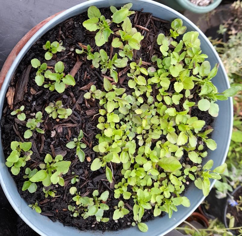 viola seedlings