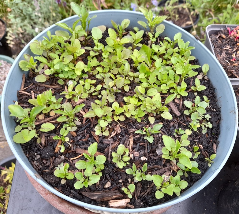 viola seedlings