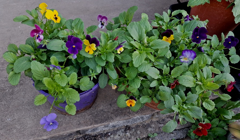 violas
