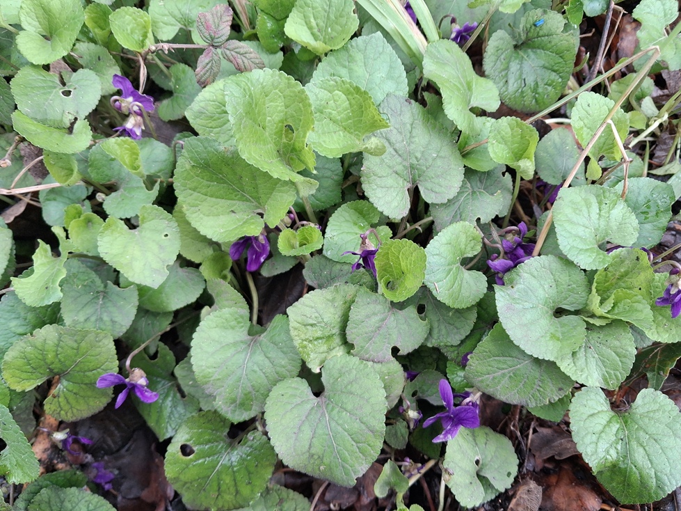 violets