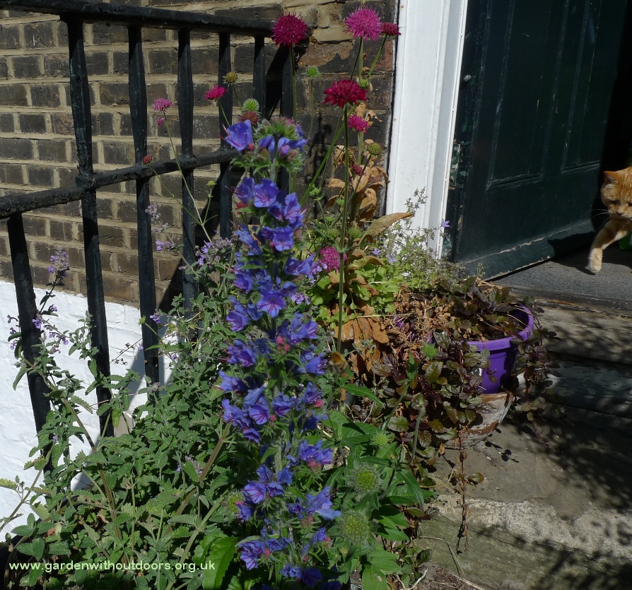 vipers bugloss echium vulgare with bee