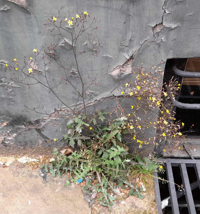 wall lettuce Lactuca muralis