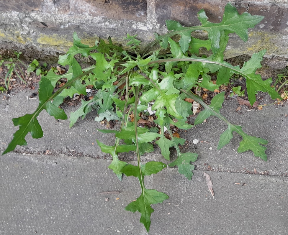 wall lettuce lactuca muralis