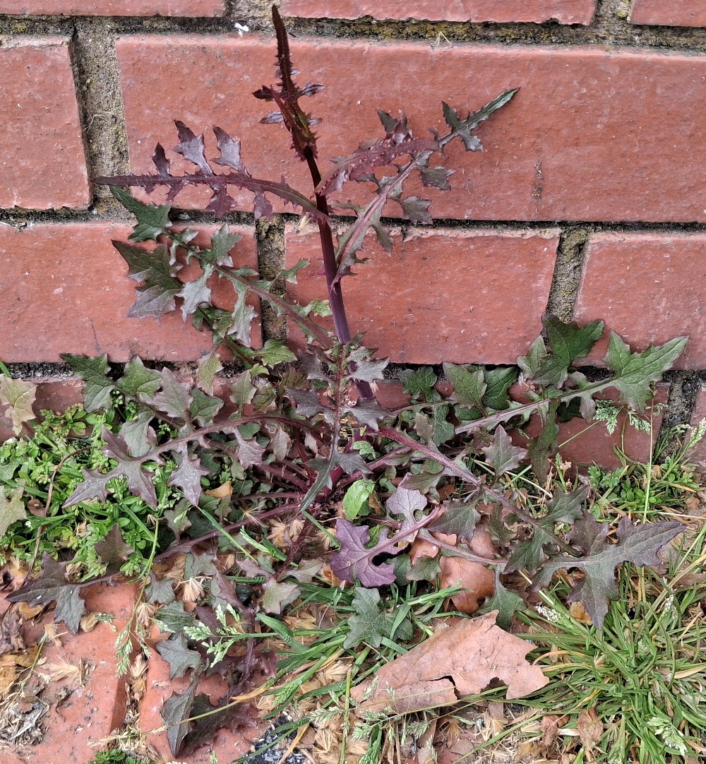 wall lettuce Lactuca muralis