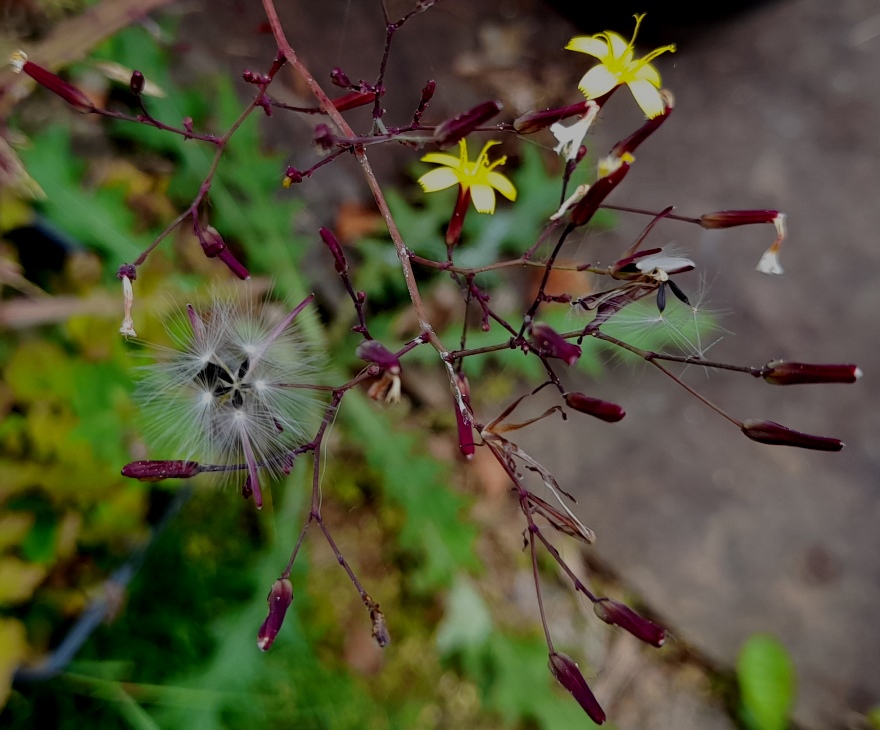 wall lettuce lactuca muralis