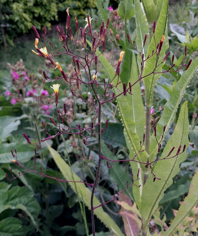 wall lettuce buds flowers