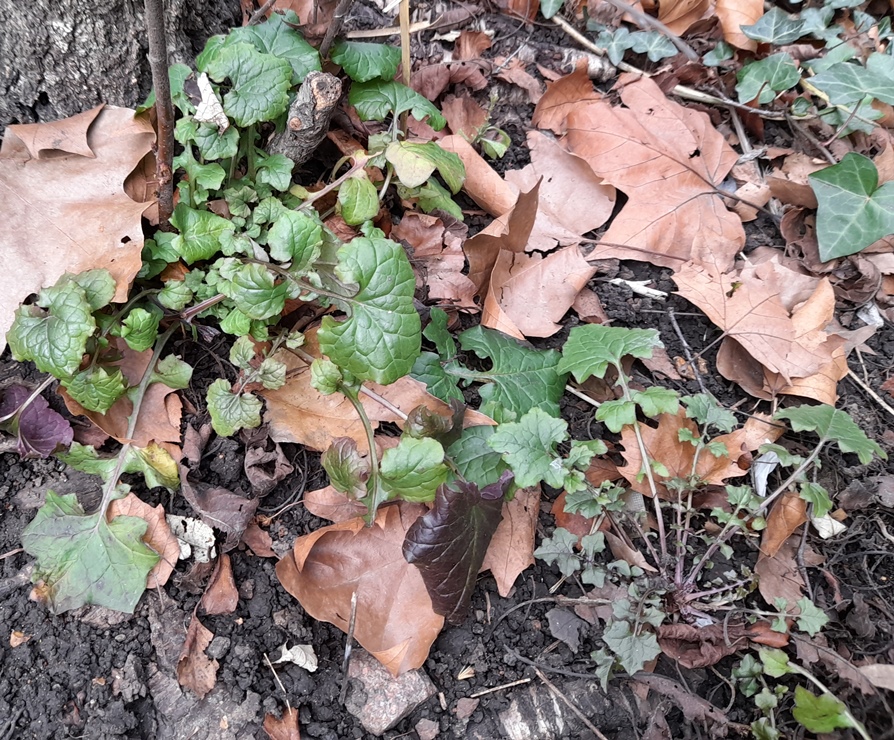 wall lettuce rosettes