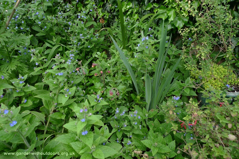 water avens and green alkanet