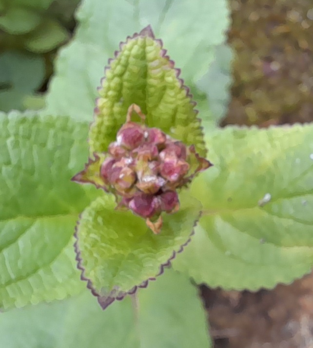 water figwort (Scrophularia auriculata)
