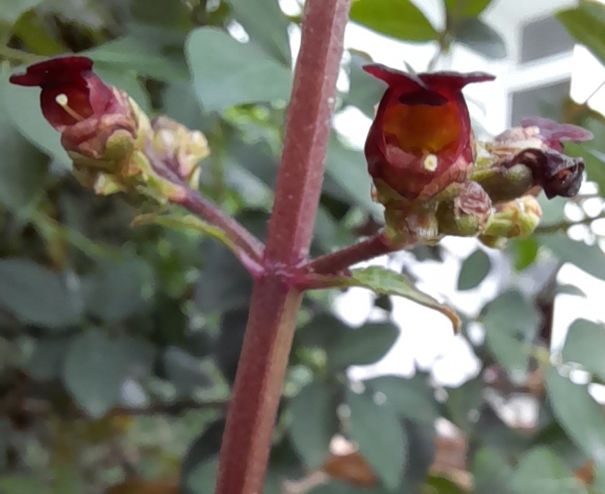 water figwort (Scrophularia auriculata)