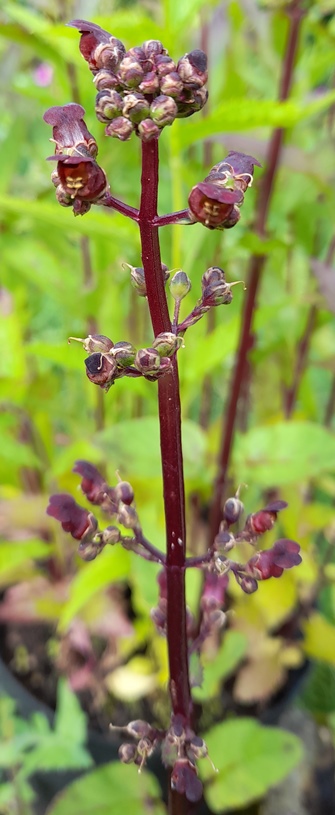 water figwort
