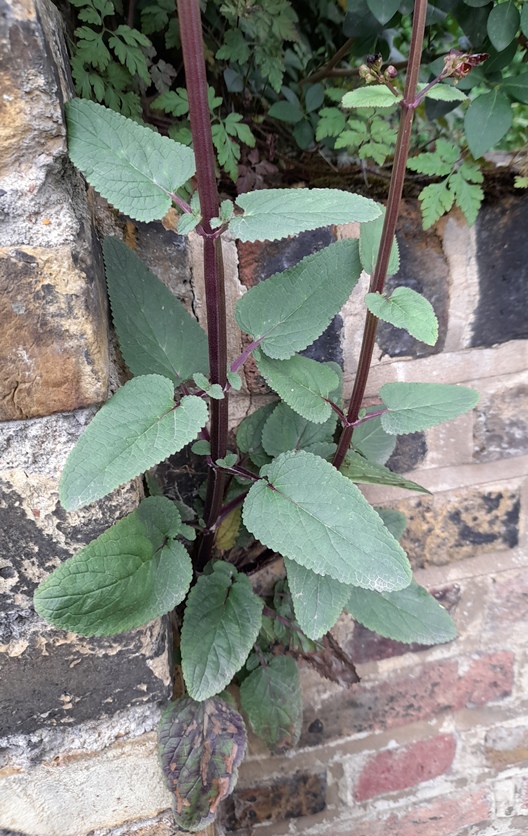 water figwort (Scrophularia auriculata)