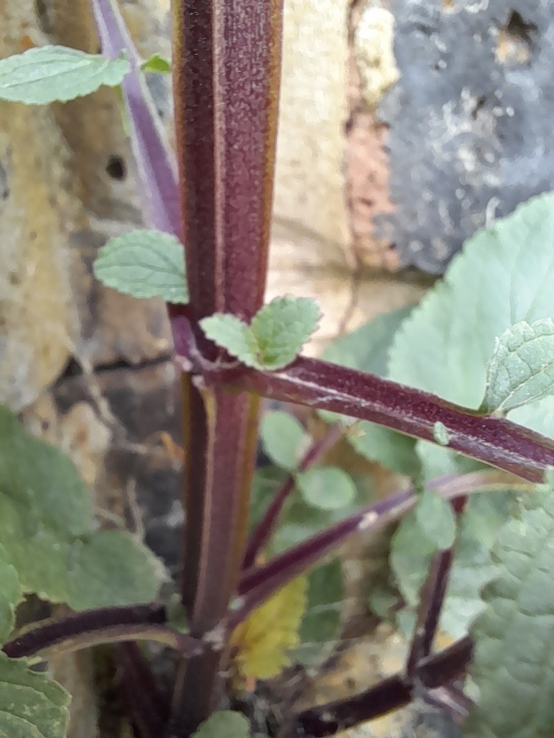 water figwort (Scrophularia auriculata)
